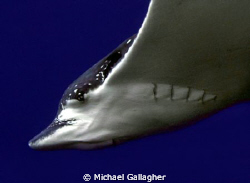Eagle ray portrait - Julian Rocks, Byron Bay, Australia by Michael Gallagher 